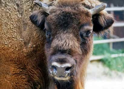 動物図鑑・ヨーロッパバイソン